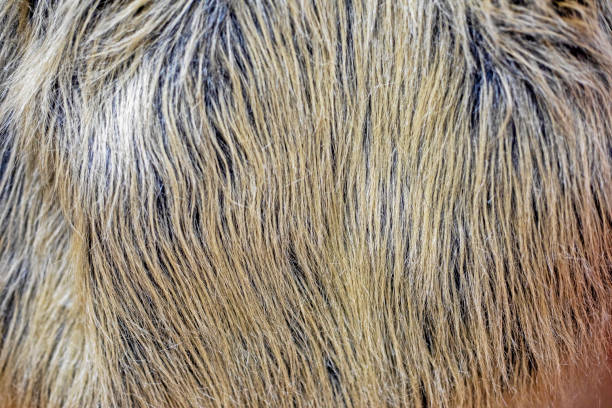 abstract fur natural background for fur coats