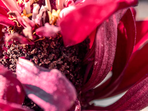 background with pink flower. Wallpaper with flower. Backdrop with copy space. picture for gift card. garden flowers. poster for interior. picture for interior. flowers close-up, macro photo