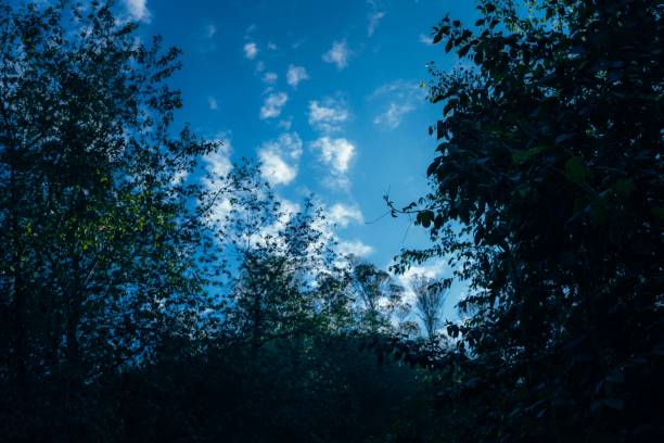 Silhouette of lush trees against a vibrant blue sky with scattered clouds, creating a serene and natural scene.