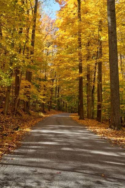 istock Scenic autumn road lined with vibrant yellow trees 2192245118