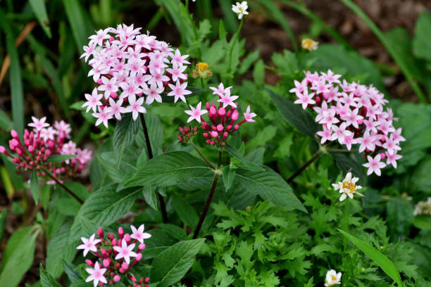 Pentas lanceolata, also called Egyptian star clusters or star flower, is native from Yemen to East Africa. It blooms all summer long to autumn frost, with clusters of starry flowers. The color of flower ranges from red, pink, lilac and white. It is one of the best butterfly-attracting flowers.The multi-color background consists of defocused celosia flowers.