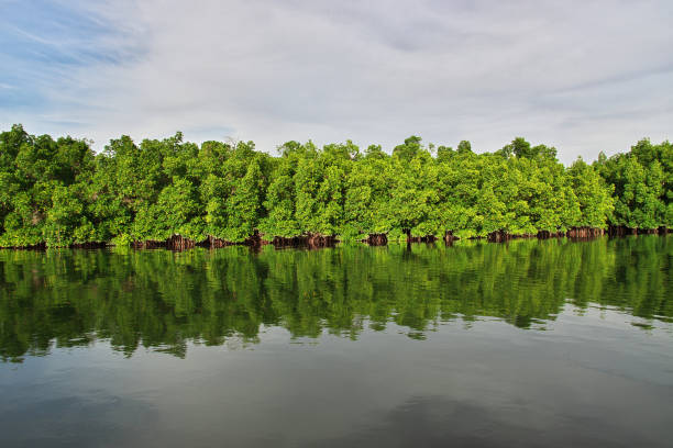 mangroves jungle close toubacouta village, senegal, west africa - ziguinchor fotografías e imágenes de stock