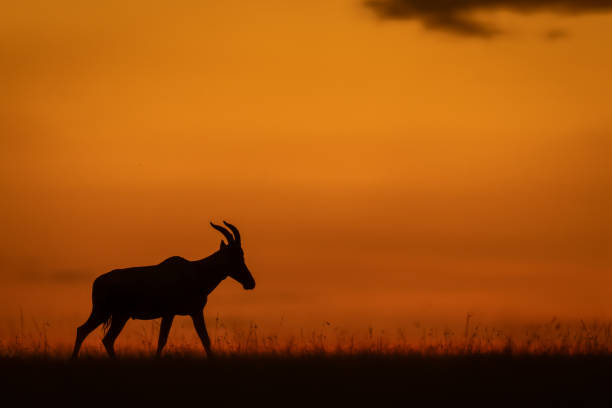 istock Topi stands walks along horizon after sunset 2192249307