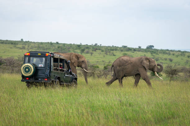 istock Two African elephants pass 4x4 in savannah 2192249308