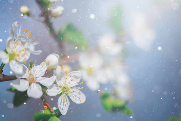 Delicate white cherry blossoms in full bloom captured in soft natural sunlight. The blurred background and subtle bokeh effect create a dreamy and serene atmosphere.