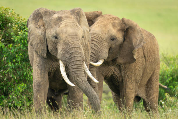 istock Two African elephants standing by bushes together 2192249318