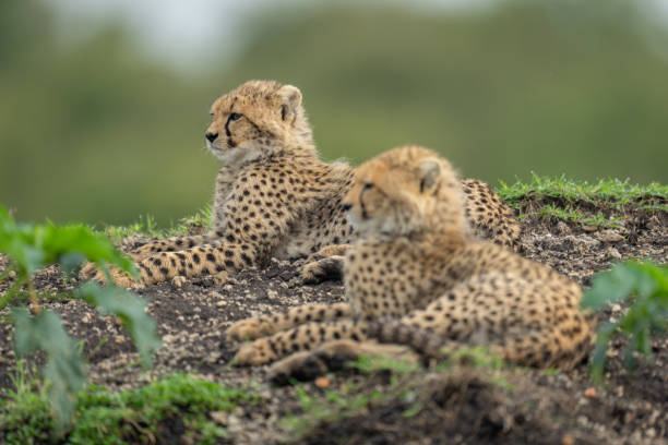 istock Two cheetah cubs lie together on bank 2192249356