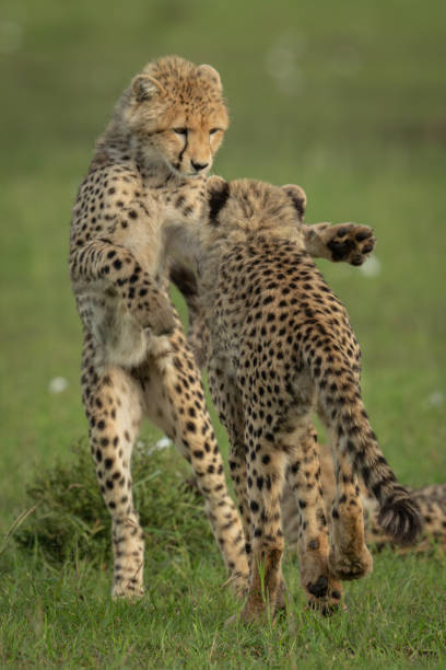 istock Two cheetah cubs play fight by bush 2192249377