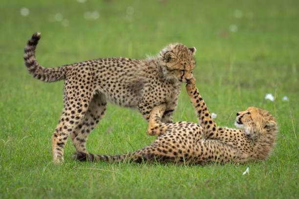 istock Two cheetah cubs play fight in grassland 2192249380