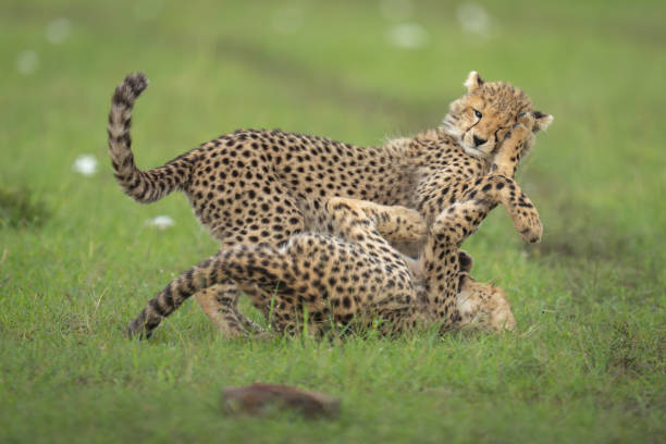 istock Two cheetah cubs play together in grass 2192249405