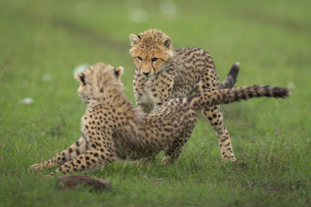 istock Two cheetah cubs play together on grass 2192249406