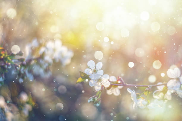 Delicate white cherry blossoms in full bloom captured in soft natural sunlight. The blurred background and subtle bokeh effect create a dreamy and serene atmosphere.