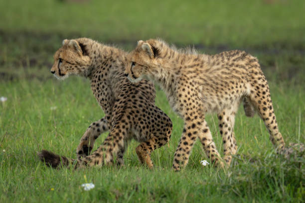 istock Two cheetah cubs stand turning to stare 2192249443