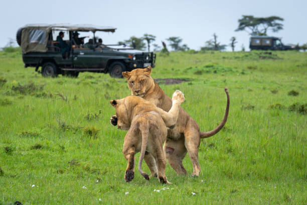 istock Two lionesses stand play fighting near jeep 2192250096
