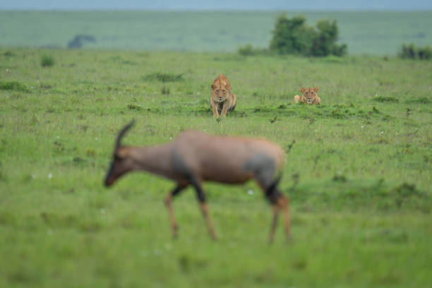 Two lionesses lie stalking topi in savannah