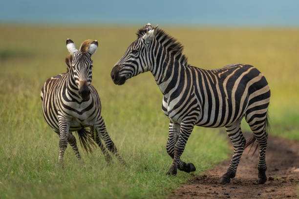 istock Two plains zebras frolic on grassy plain 2192250120