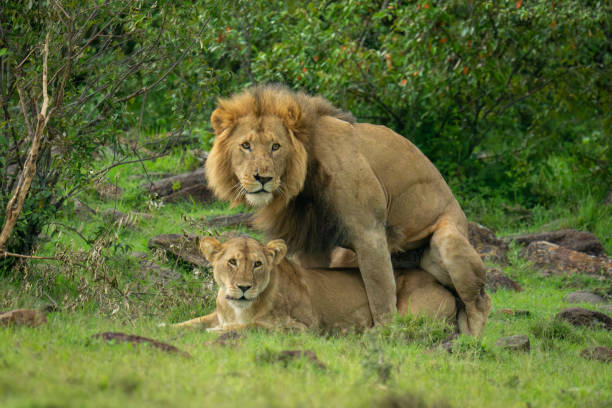 istock Two lions mate on grass near bushes 2192250125