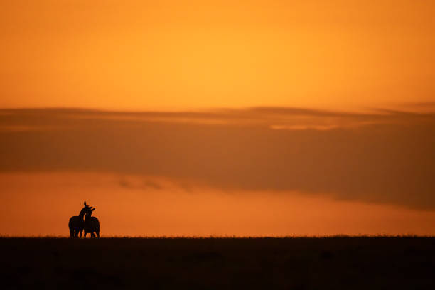 istock Two plains zebras wrestle on sunset horizon 2192250141