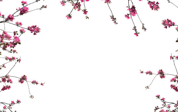 istock Twigs apple tree with pink flowers apple tree on a white background with space for text 2192250216