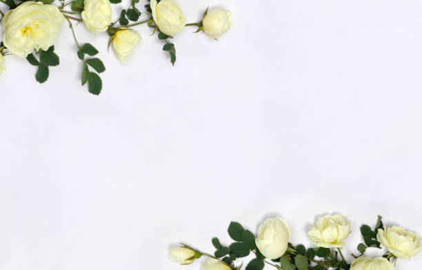 istock Beautiful flowers white roses ( Burnet double white, shrub rose ) with space for text on light background. Top view, flat lay. Creative decoration 2192250247