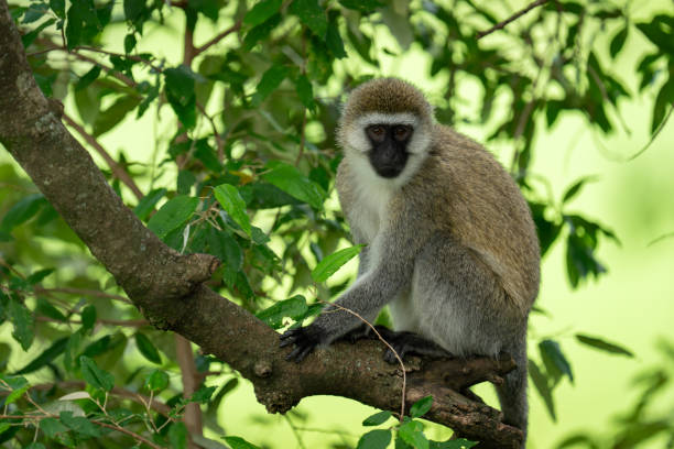 istock Vervet monkey sits on branch watching camera 2192250394