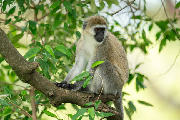 istock Vervet monkey sits on branch turning head 2192250396