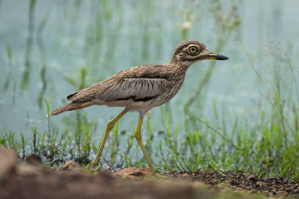 istock Water thick-knee walks in profile along riverbank 2192250418