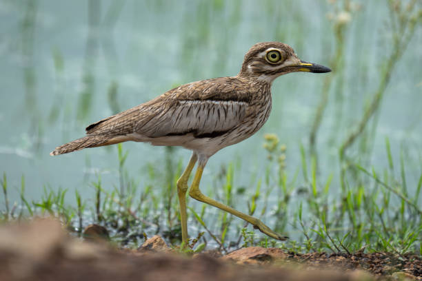 istock Water thick-knee raises foot walking along riverbank 2192250420