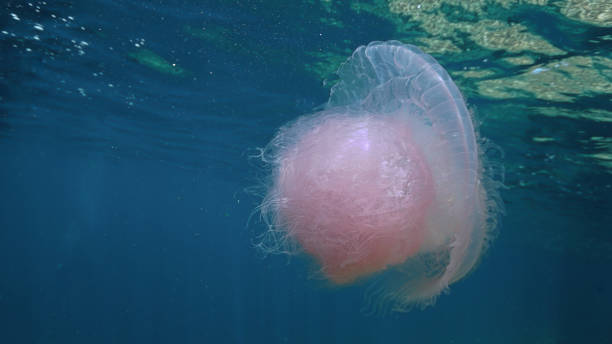istock Pink jellyfish at a coral reef 2192251322