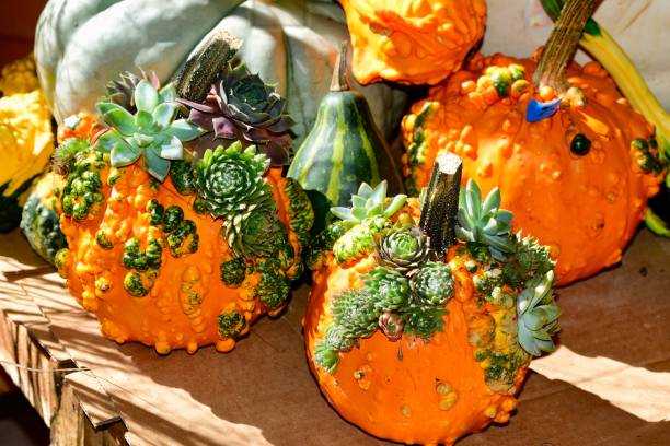 istock Decorative pumpkins with succulents in sunlight. 2192251708