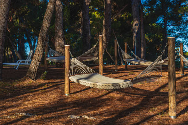 A serene view of beautifully woven hammocks nestled gently among lush trees, perfect for relaxation and nature escape