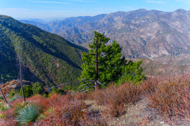 istock Mountain View with Green Pine Tree in Angeles National Forest 2192252790