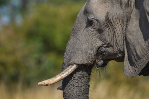 istock Close-up of an African Elephant 2192254908