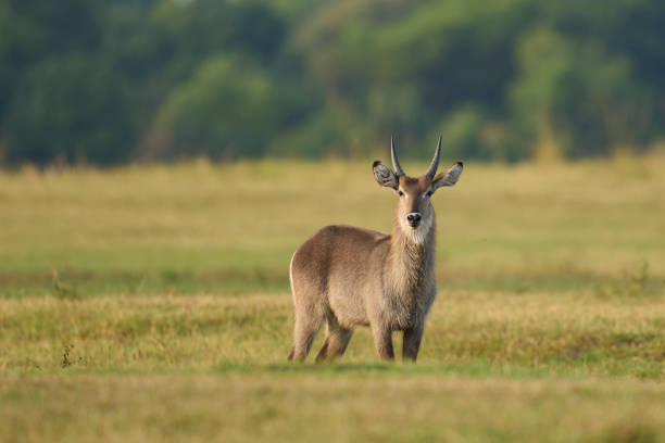 Waterbuck (Kobus ellipsiprymnus) on a grassy plain of South Luangwa National Park, Zambia