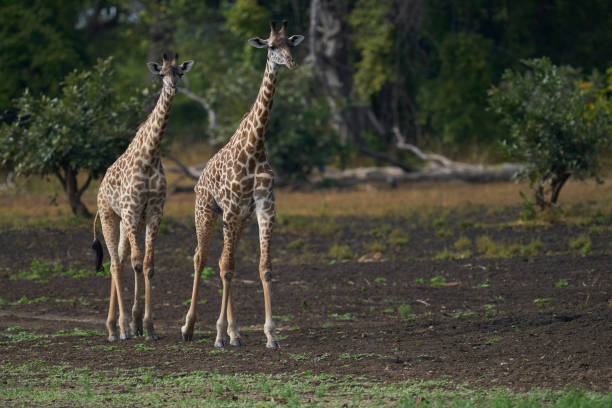 istock Thornicroft giraffe in woodland 2192255323