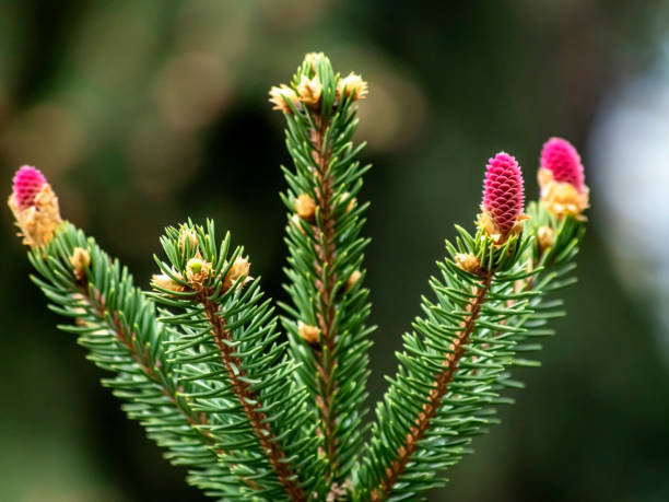 istock red earrings on a blooming Christmas tree 2192256194