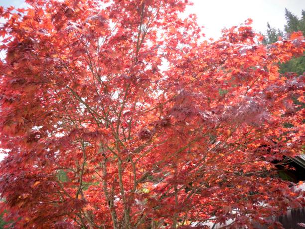istock Road and green nature 2192257690