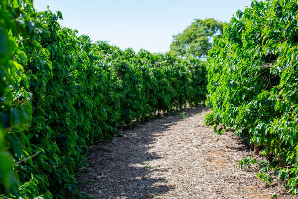 istock Coffee field with green foliage 2192257703