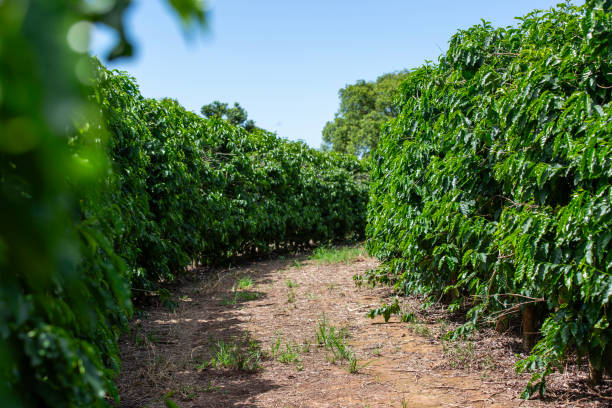 istock Coffee field with green foliage 2192257710
