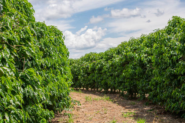 istock Coffee field with green foliage 2192257722