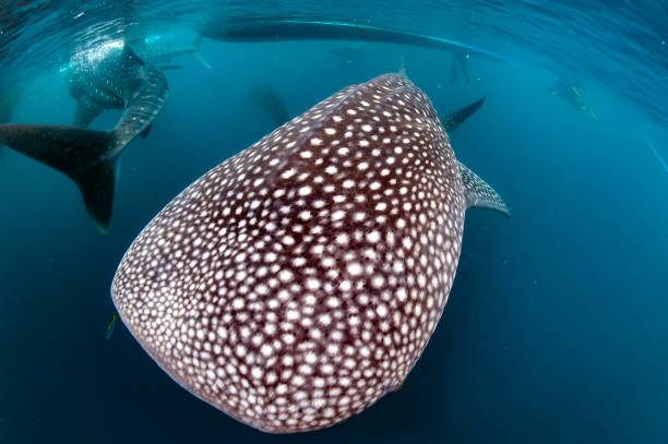 Whale shark underwater in nlue ocean
