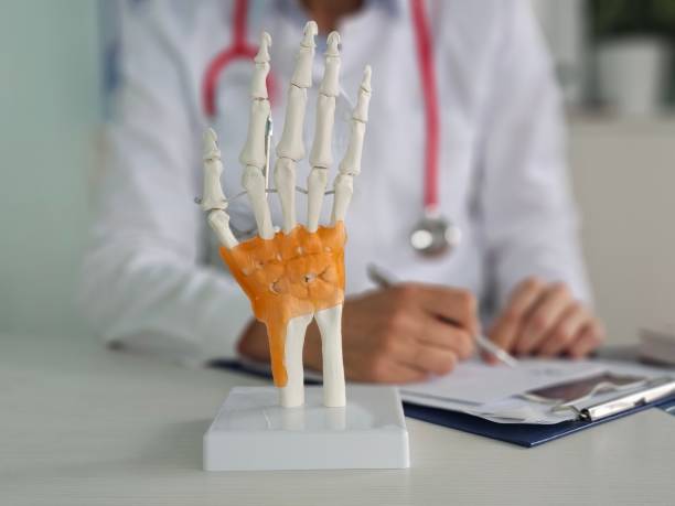 istock Doctor holds model of hand skeleton in hands. 2192258221