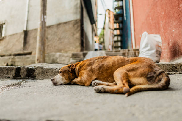 Dog in a favela street, Brazil