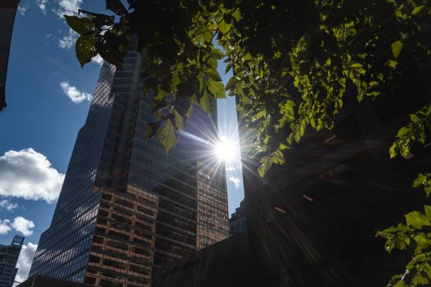 The sunlight shining through leaves with a modern skyscraper in the background.