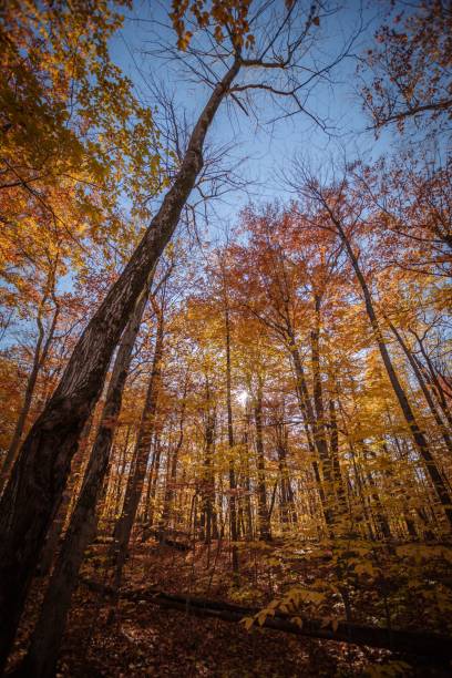 istock Vibrant autumn forest with colorful foliage and a clear blue sky, captured from a low angle. 2192260005