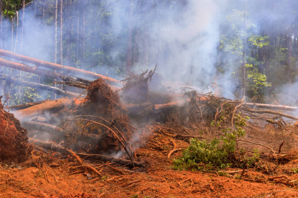 istock Smoke rising from fallen trees in a forest after logging activity during the afternoon hours 2192260153