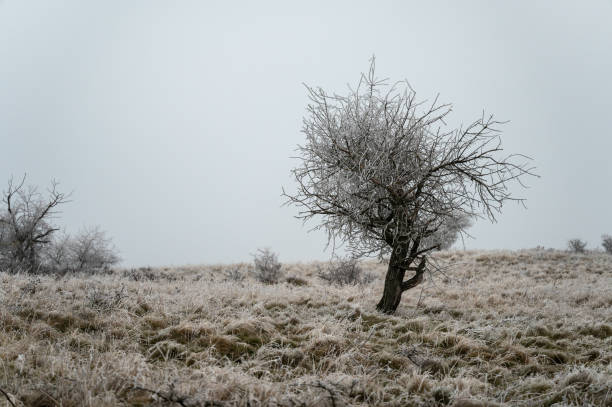 A lone frosty tree with bare branches stands in a frosty meadow enveloped in morning mist, capturing the serene winter atmosphere of Loch Lomond & the Trossachs National Park.