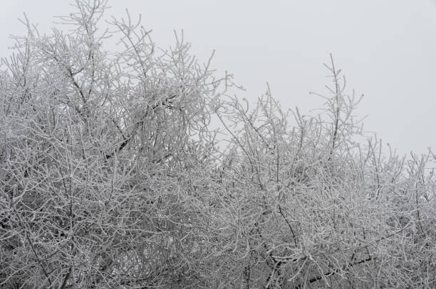 istock Close-up of frost-covered branches 2192260275