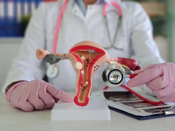 istock Female gynecologist uses stethoscope on uterus model for explanation. 2192260276