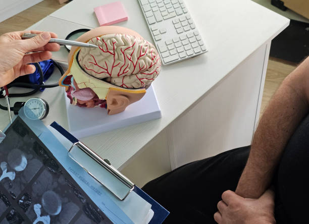 Doctor explaining brain anatomy using a detailed model during a patient consultation Doctor explaining brain anatomy using a detailed model during a patient consultation in a medical office neuropsychology stock pictures, royalty-free photos & images